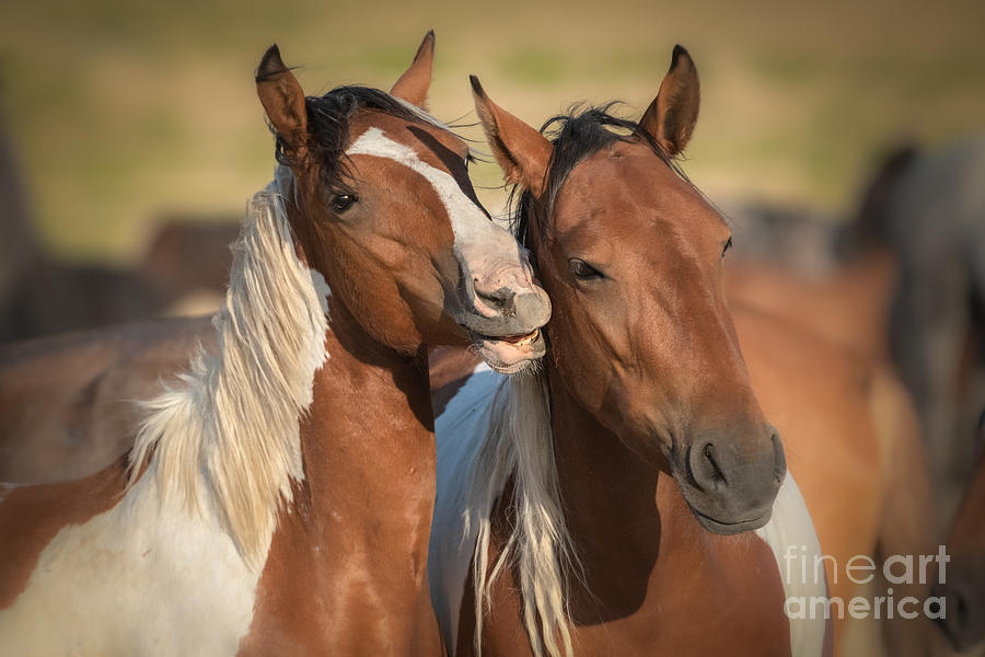 Onaqui Smiles Photograph by Lisa Manifold