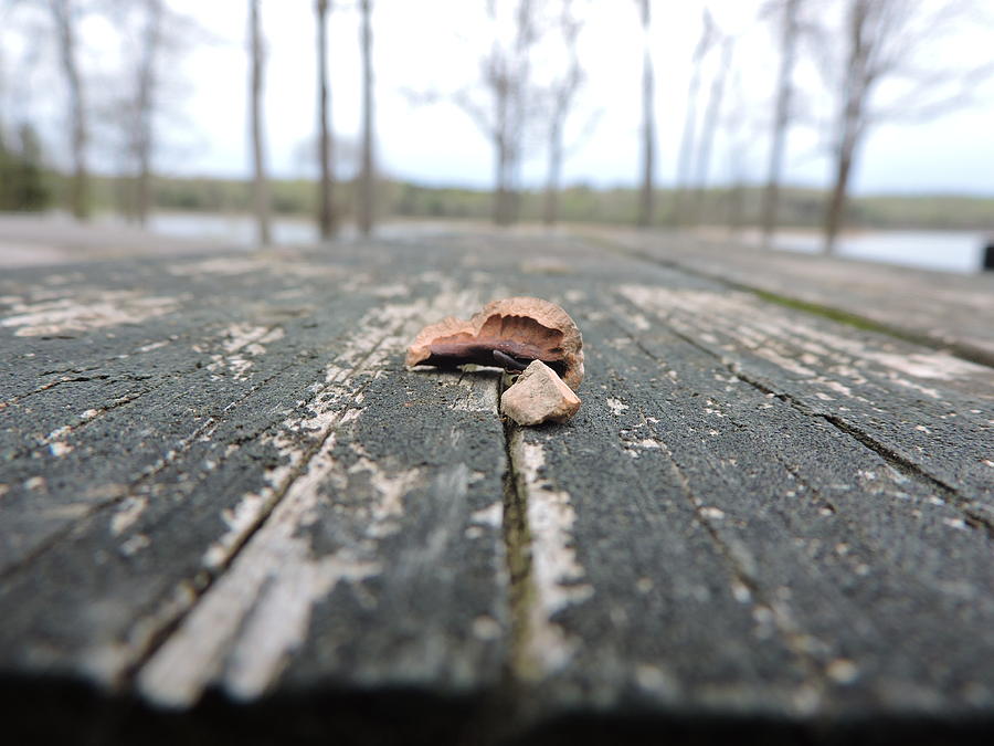 Wood Photograph - Perspective by Stacey Wells Wood Photograph - Perspective by Stacey Wells