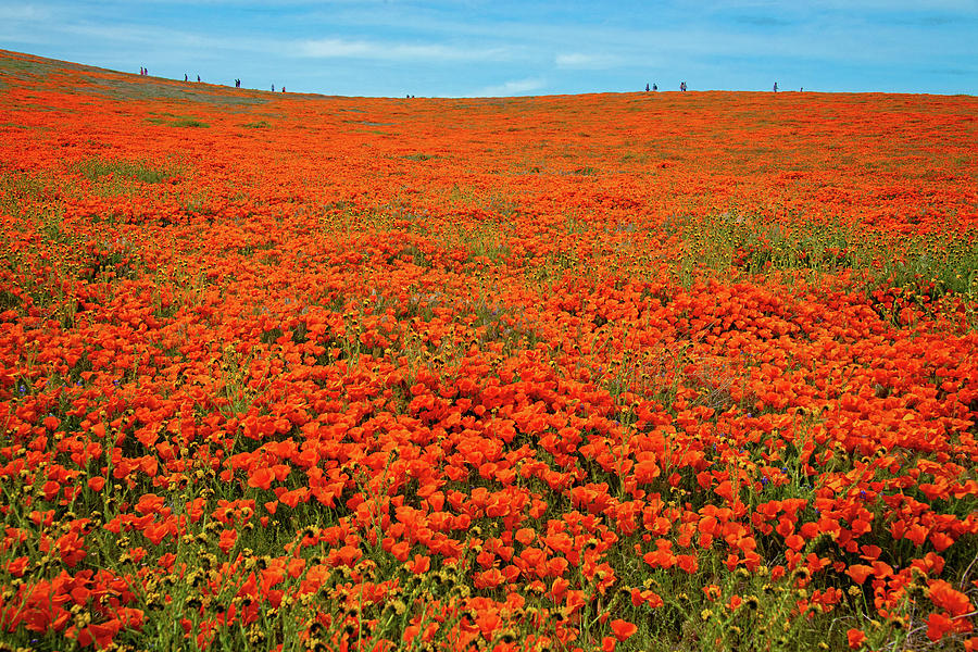 Perspective - Superbloom 2019 Photograph by Lynn Bauer