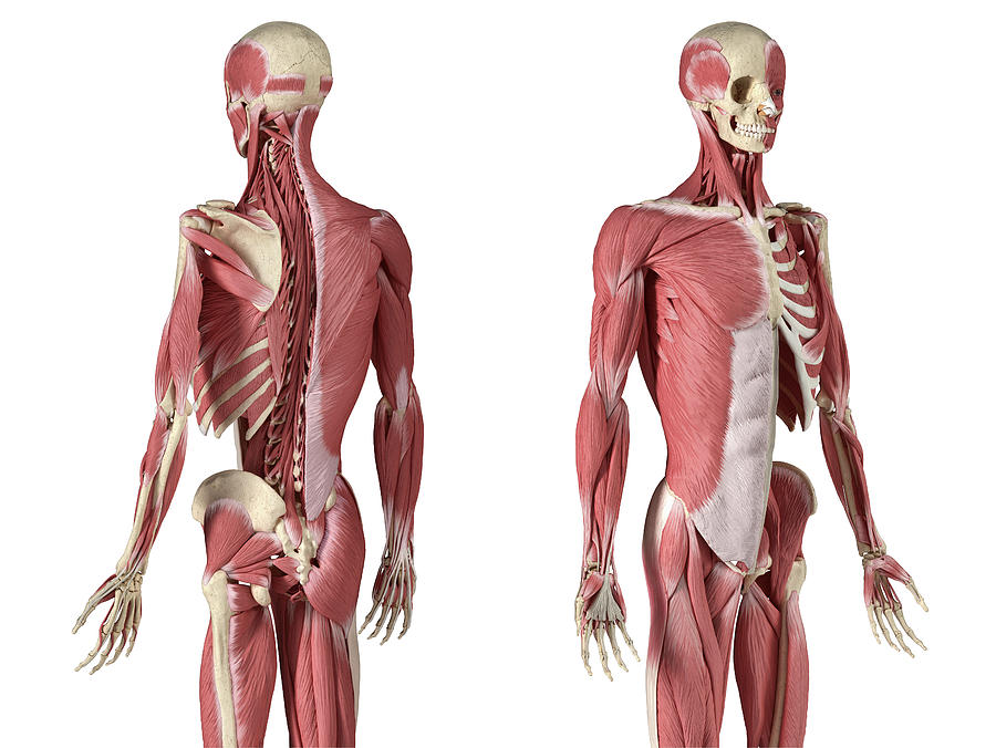 Perspective Views Of Skeleton Muscles Photograph By Pixelchaos Pixels