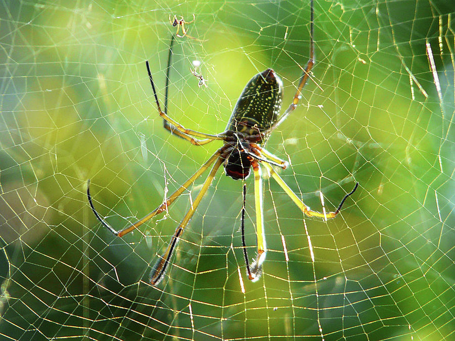 Peru  Amazon Spider Photograph by Photo, David Curtis