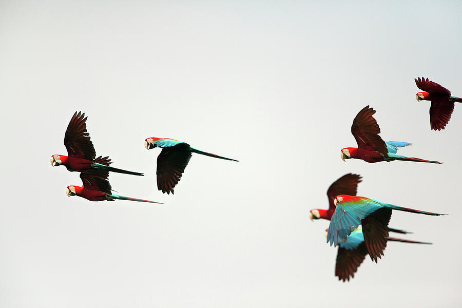 Peru, Red And Green Macaws Flying Photograph by Frans Lemmens
