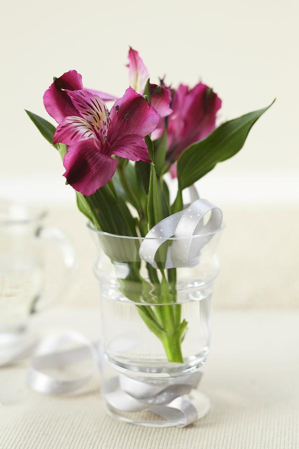 Peruvian Lilies On A Glass With Ribbon Photograph by Bruce James