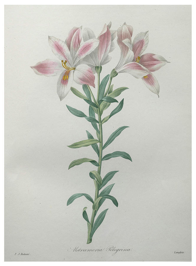 Peruvian Lilly Painting by Pierre-Joseph  Redoute