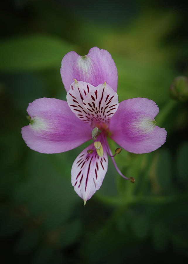 Peruvian Lily Photograph by Ernest Echols