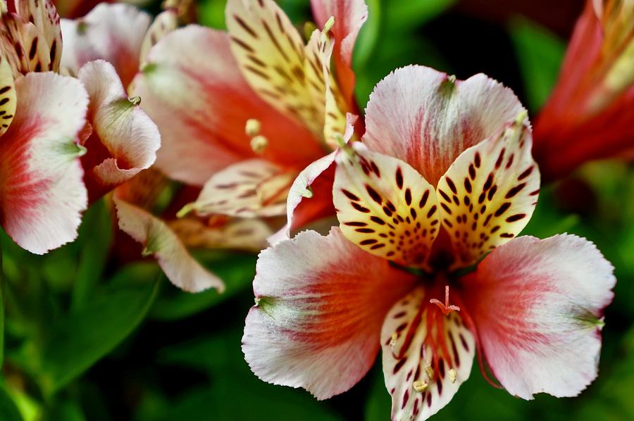 Peruvian Tiger Lilies Photograph by Kathy Chism