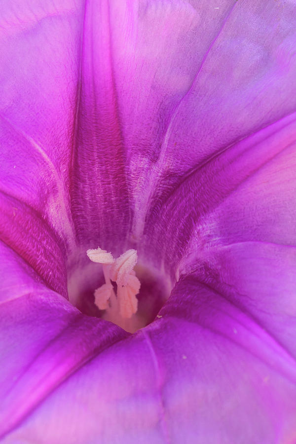 Pes Caprae Flower Photograph by Paul Rebmann