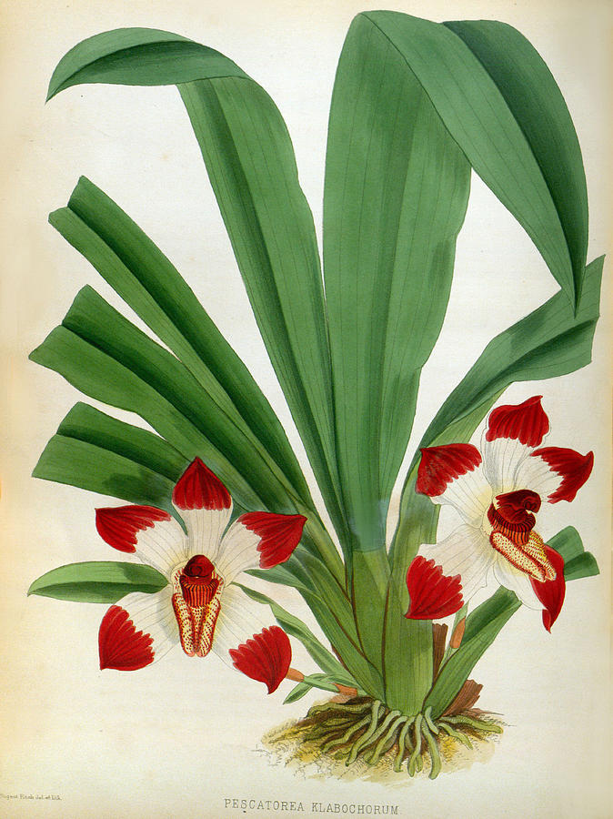 Pescatorea Klabochurum Lindenia Orchid by Jean Jules Linden Pescatorea Klabochurum Lindenia Orchid by Jean Jules Linden