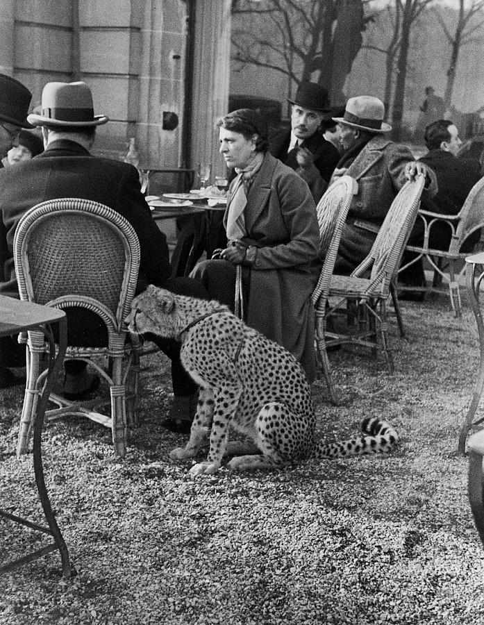 Pet Cheetah Photograph by Alfred Eisenstaedt Pet Cheetah Photograph by Alfred Eisenstaedt