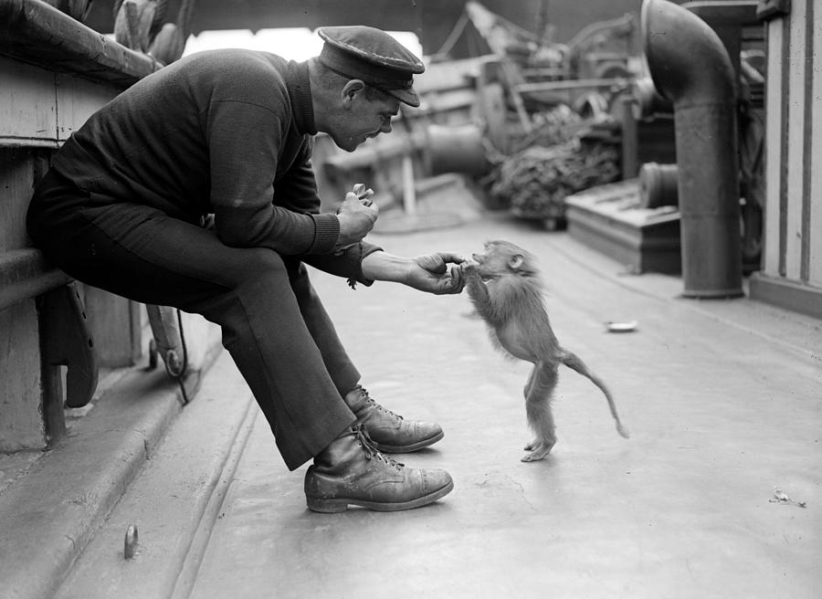 Pet Monkey Photograph by Fox Photos