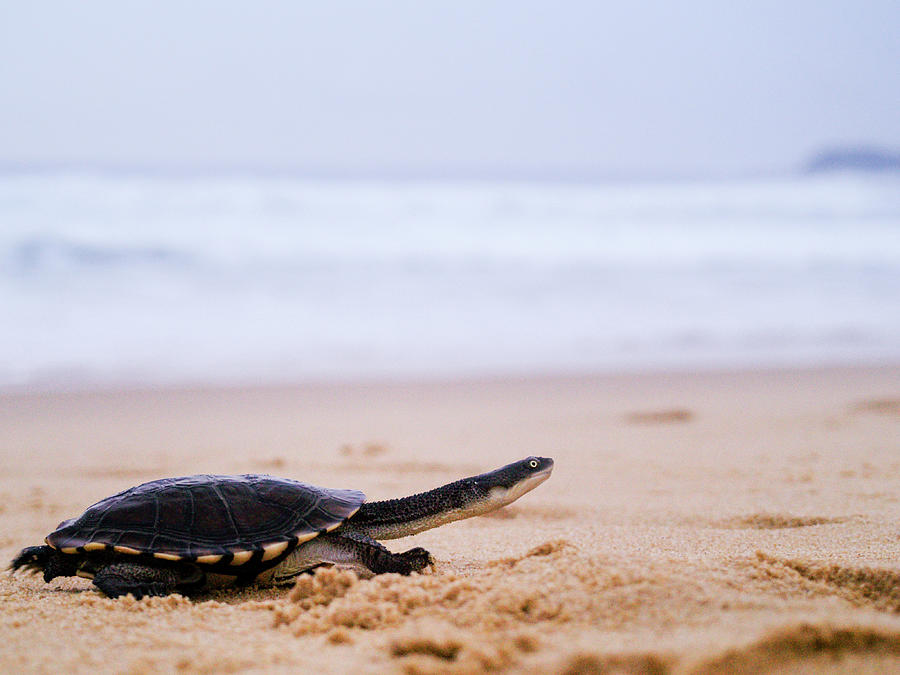 Pet Turtle Running Along Sand By Sea Photograph by Danielle Kiemel