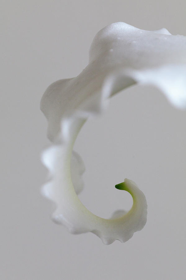 Petal Of A White Lilly Photograph by Martin Child