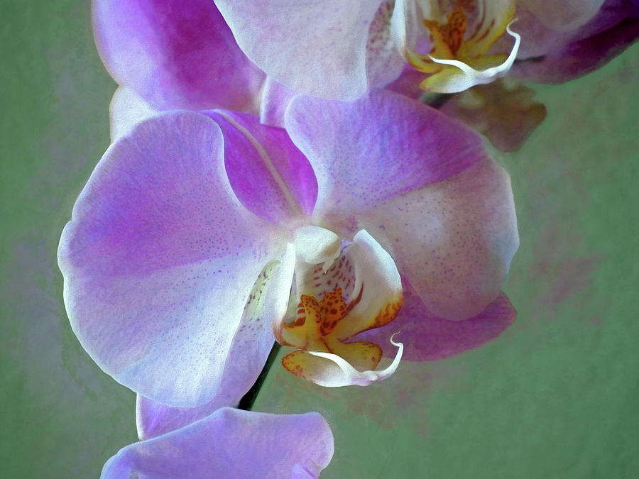Orchid Photograph - Petal Tendrils 16 by Lynda Lehmann