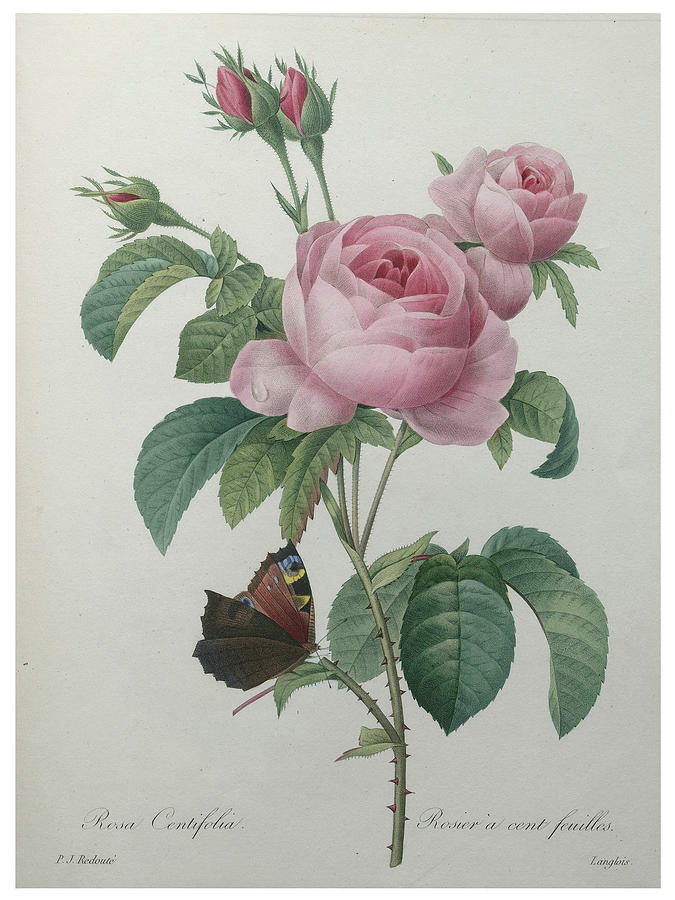 Petaled Rose Painting by Pierre-Joseph  Redoute