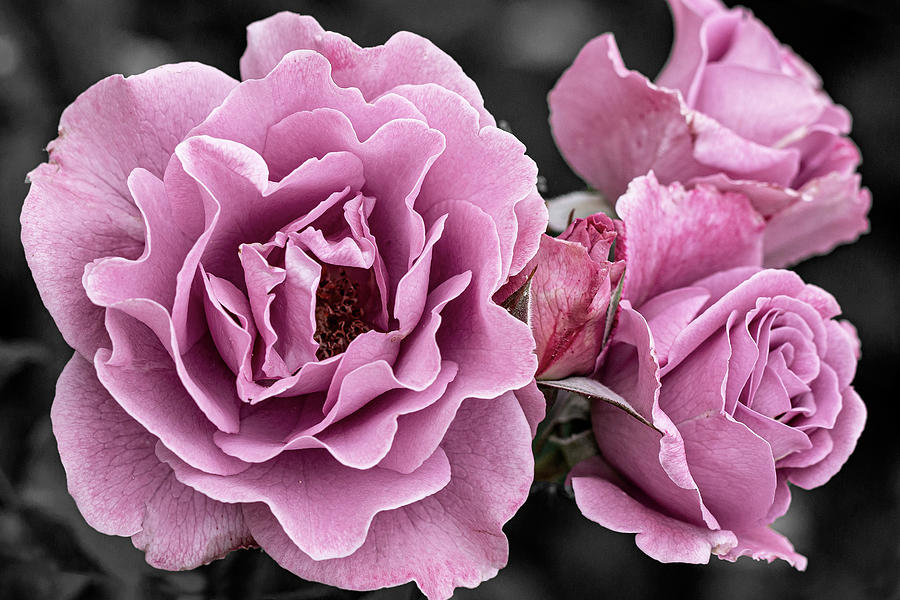 Rose Photograph - Petals for the Soul by Vanessa Thomas