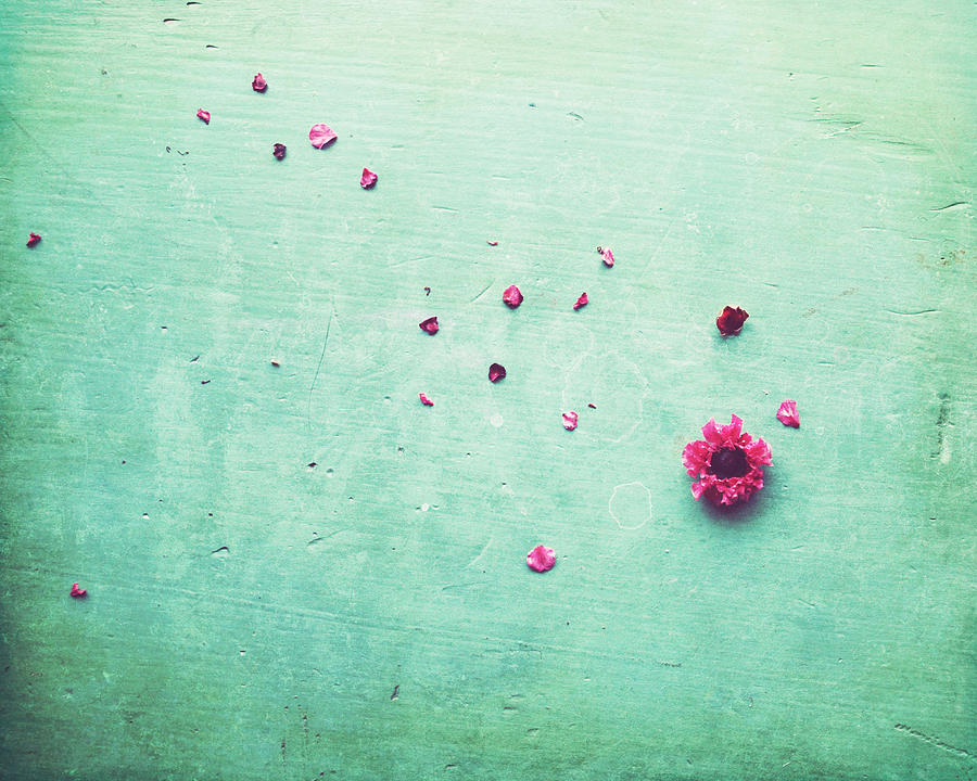Petals Photograph by Lupen Grainne