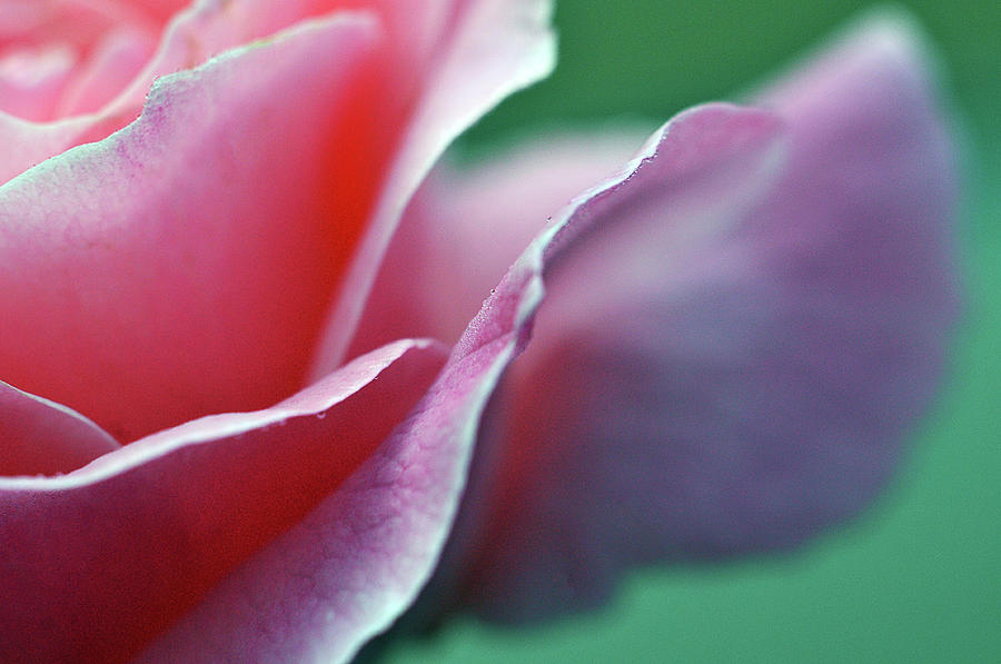 Petals Photograph by Michelle Wermuth