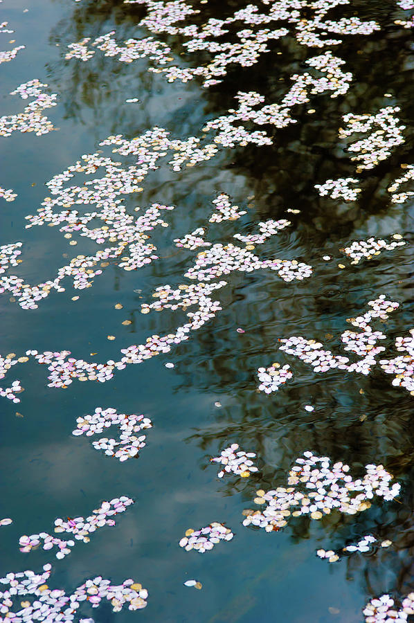 Petals Of Cherry Blossoms Photograph by I Love Photo And Apple.