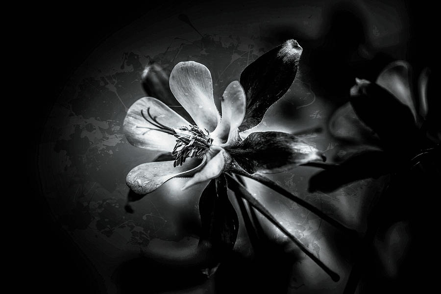 Petals of Light Photograph by Francine Collier