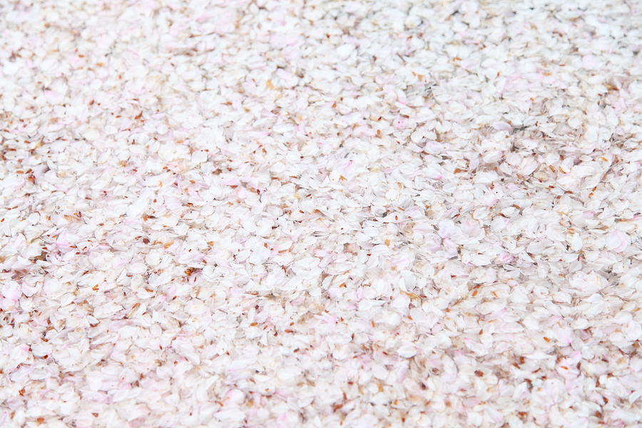 Petals Of Sakura Photograph by Kanekodaidesignoffice Caramel