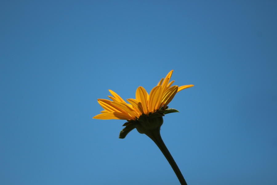 Petals of Sunshine On Denim Blue Photograph by Colleen Cornelius