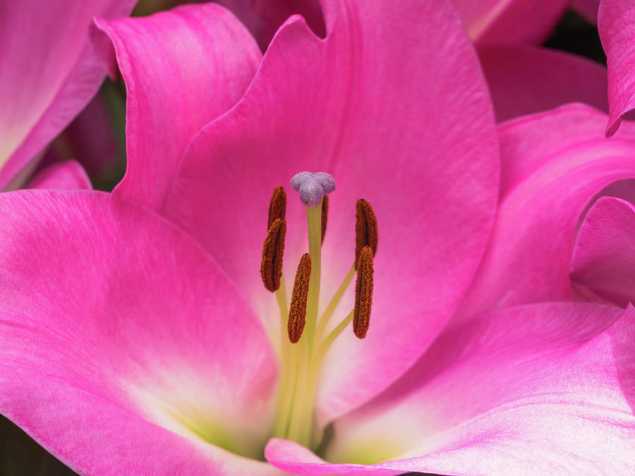 Petals, stigma and anthers of a pink lily Photograph by Tosca Weijers