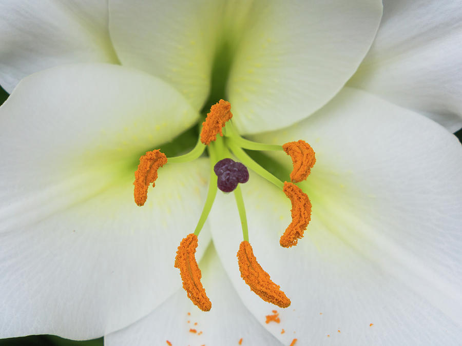 Petals, stigma and anthers of a white lily Photograph by Tosca Weijers