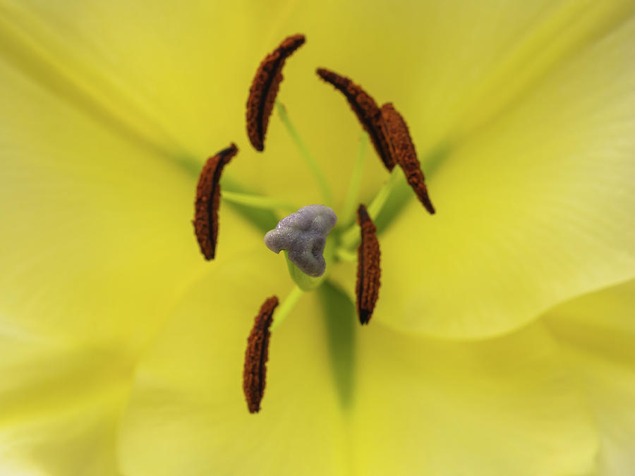 Petals, stigma and anthers of a yellow lily Photograph by Tosca Weijers