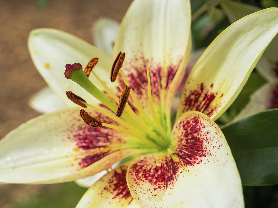 Petals, stigma and anthers of white lily Photograph by Tosca Weijers