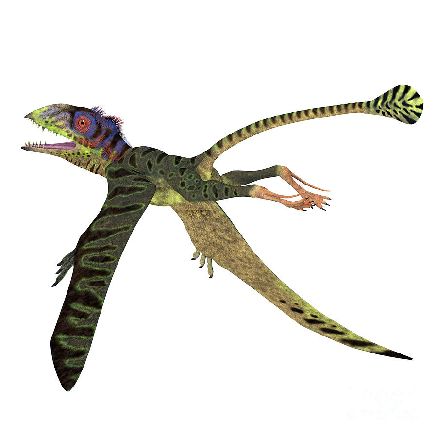 Peteinosaurus Reptile Tail Digital Art by Corey Ford