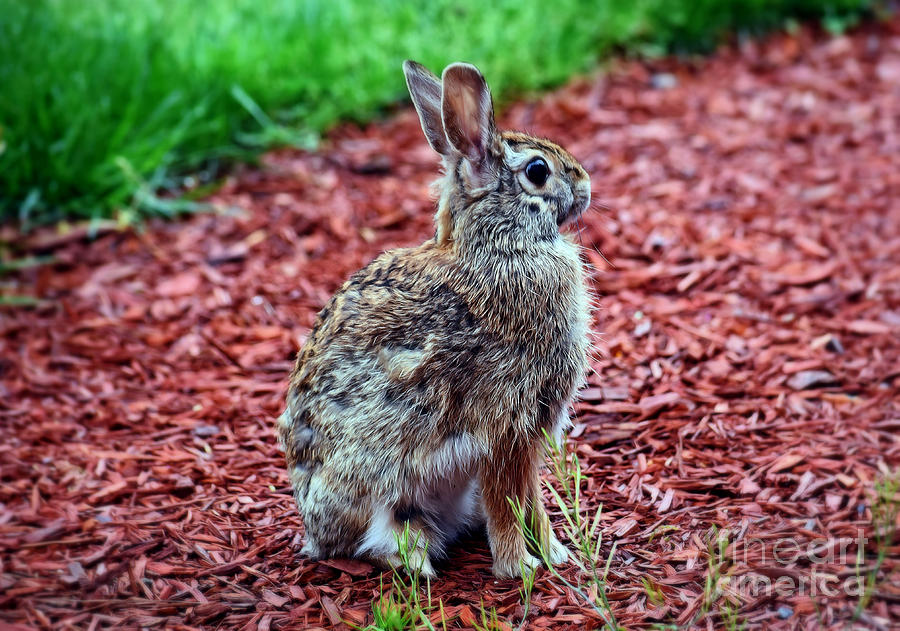 Peter Rabbit Four by Patti Whitten Peter Rabbit Four by Patti Whitten