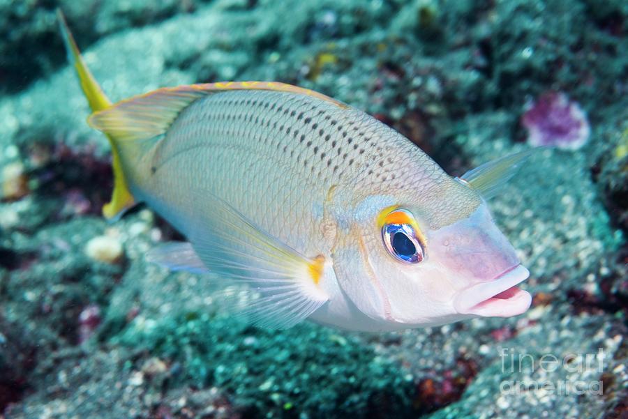 Wildlife Photograph - Peters Monocle Bream On Reef by Georgette Douwma/science Photo Library