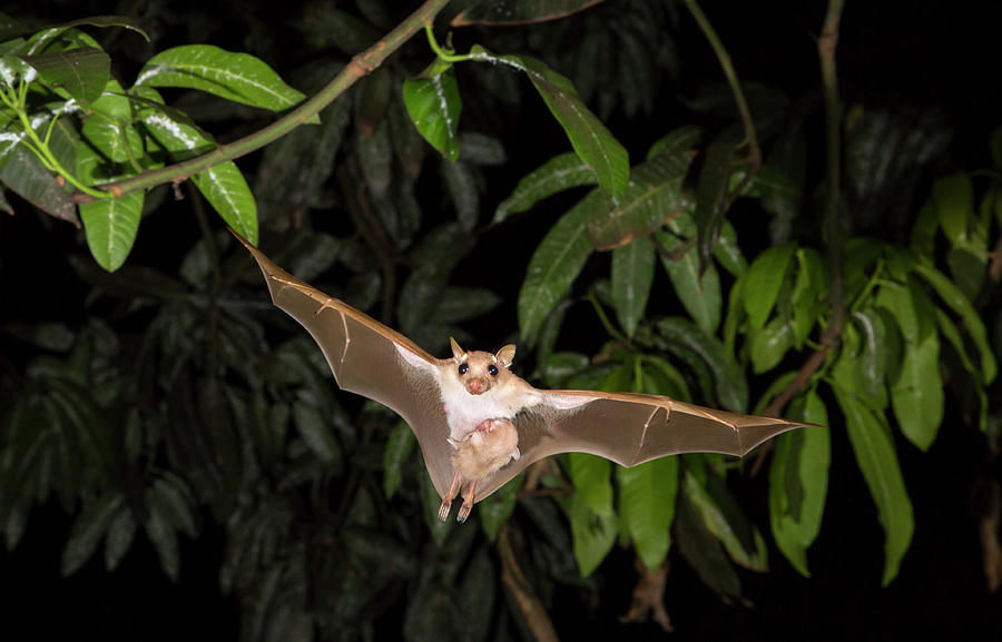 Peterss Dwarf Epauletted Fruit Bat Photograph by Ivan Kuzmin