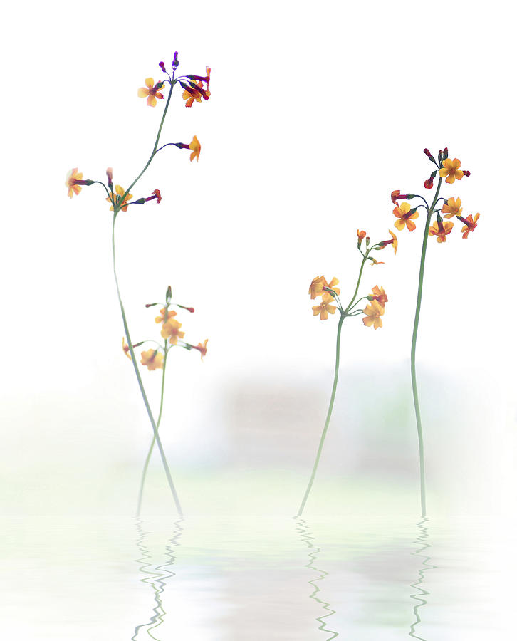 Flower Photograph - Petite Fleur .... by Anna Cseresnjes