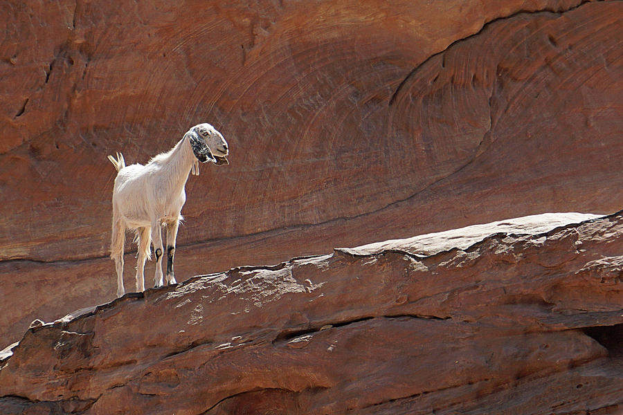 Petra Bedouin Goat Photograph by JustJeffAz Photography