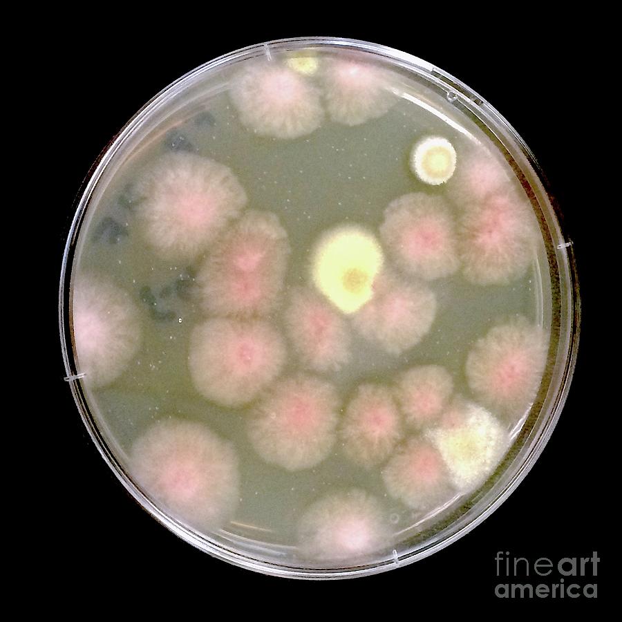 Petri Dish Containing Fungi Colonies Collected From The Iss Photograph ...