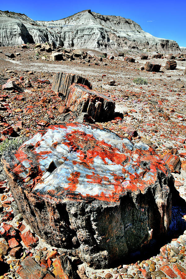 Petrified Color in Jasper Forest Photograph by Ray Mathis