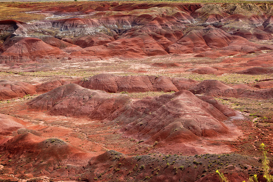 Petrified Forest 4 Photograph