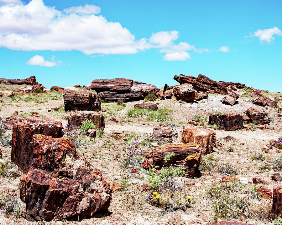 Petrified Forest 8450 Photograph by James Hoolsema | Fine Art America