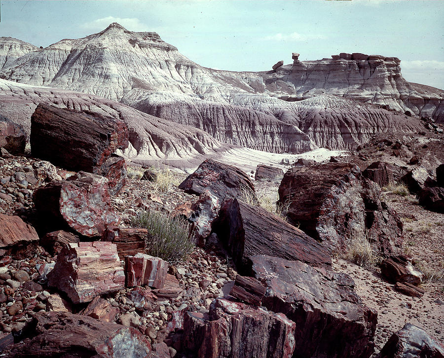 Architecture Photograph - Petrified Forest by Nat Farbman