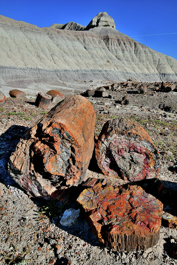Petrified Forest National Park Logs Photograph by Ray Mathis