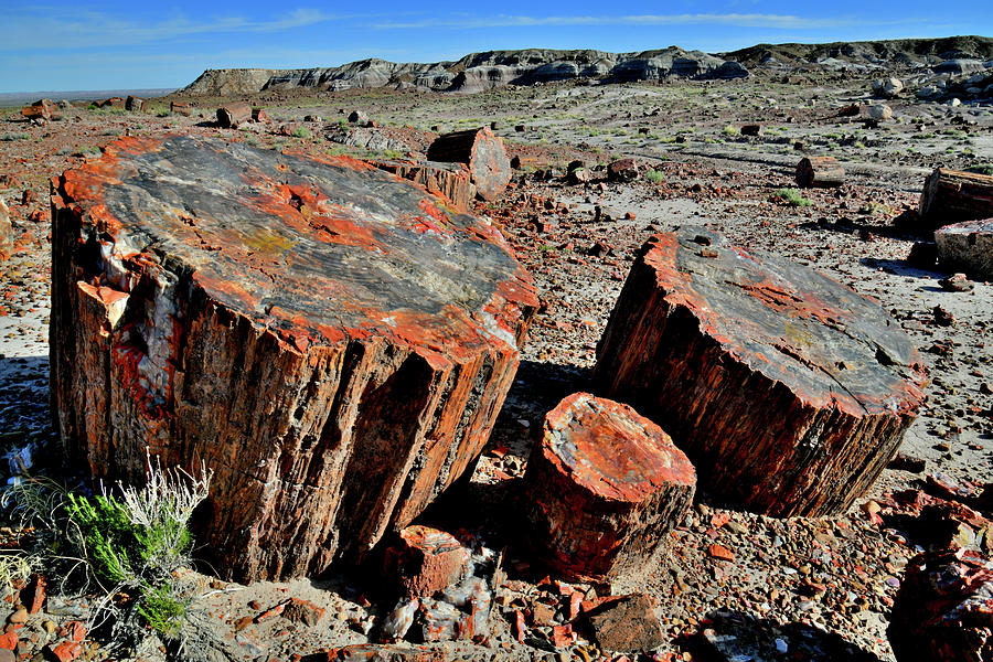Petrified Forest National Park Photograph by Ray Mathis