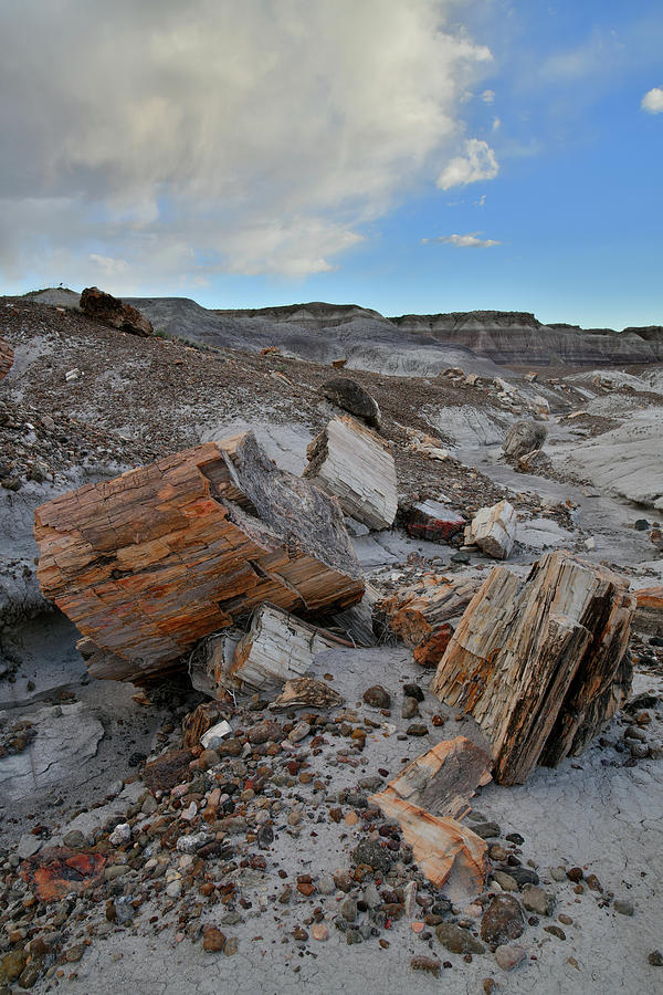 Petrified Forest NP in Arizona Photograph by Ray Mathis