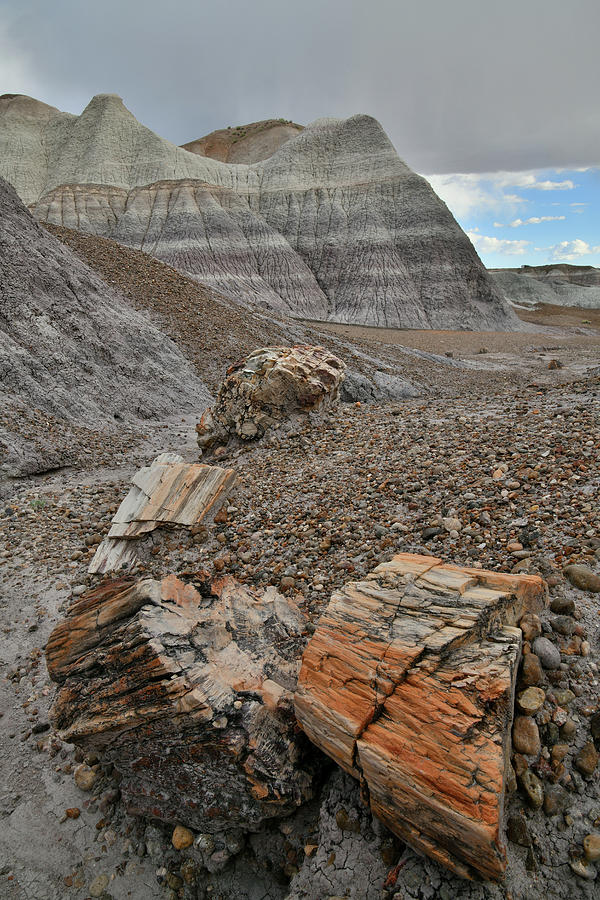 Petrified Forests Blue Mesa Trail Photograph by Ray Mathis