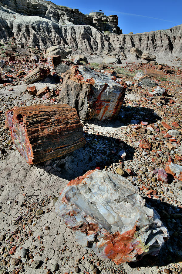 Petrified Garden in Jasper Forest Photograph by Ray Mathis