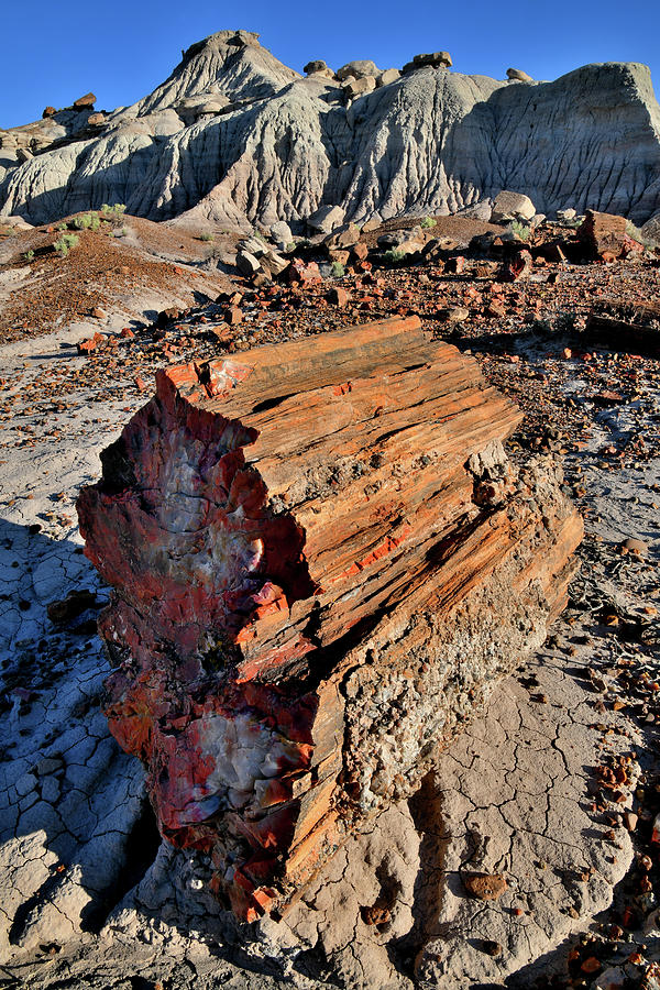 Petrified Log Beneath Jasper Forest Overlook Photograph by Ray Mathis