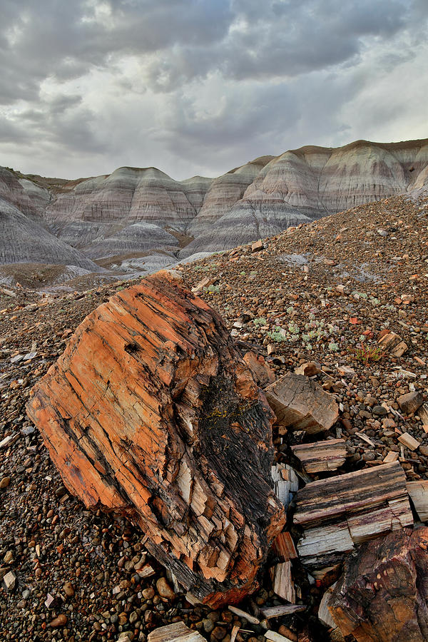 Petrified Log in Blue Mesa Wash Photograph by Ray Mathis