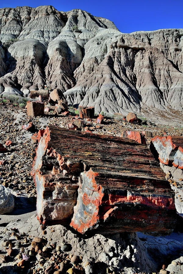Petrified Log in Jasper Forest Photograph by Ray Mathis
