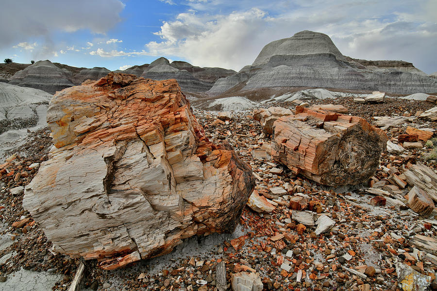 Petrified Logs in Blue Mesa Photograph by Ray Mathis