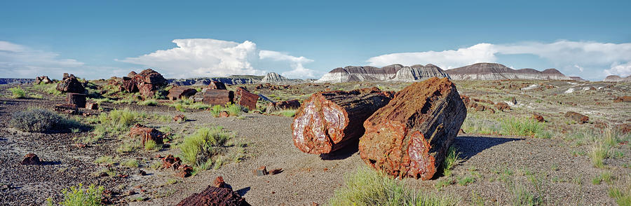 Petrified Logs In The Petrified Forest Photograph by Panoramic Images